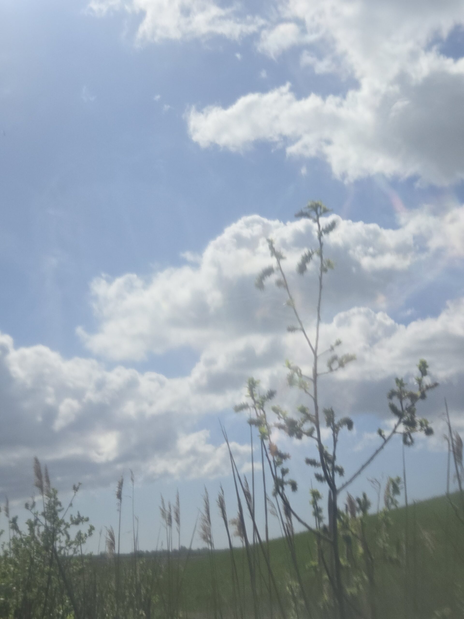 Blue sky with white fluffy clouds and reeds.