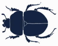 Blue scarab seen from above.